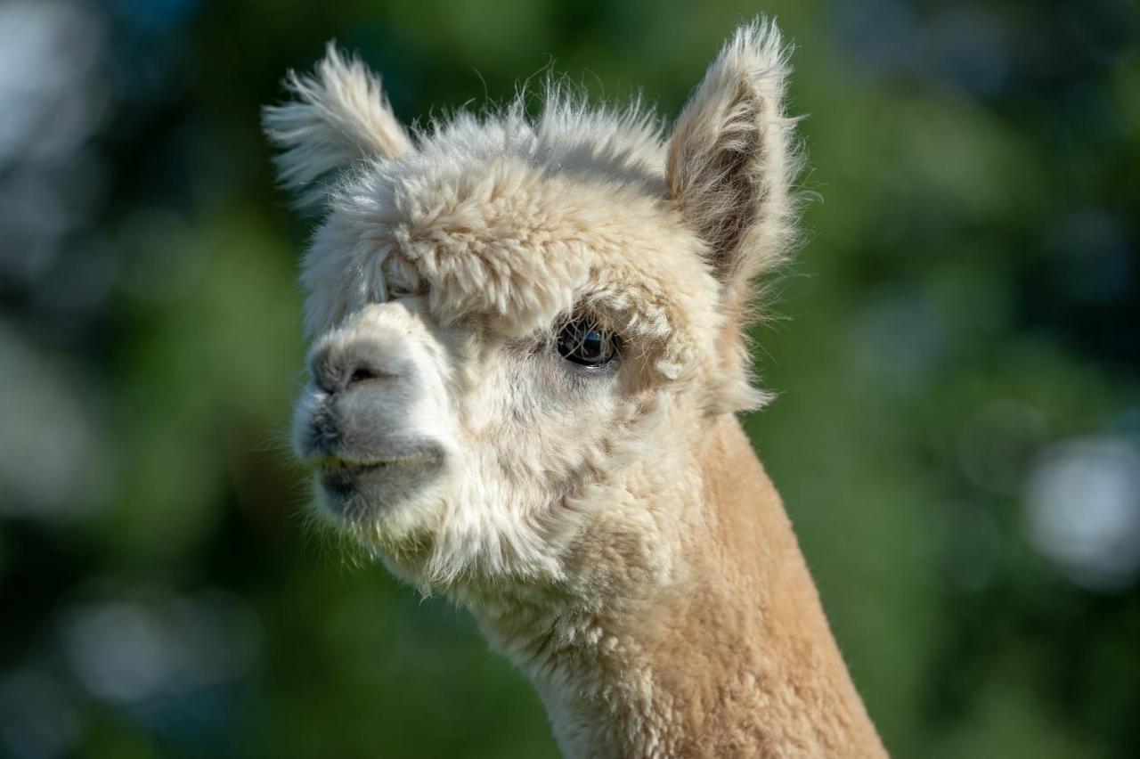 Willa Alpaca Fold Preston  Zewnętrze zdjęcie