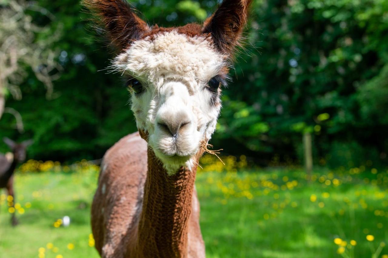 Willa Alpaca Fold Preston  Zewnętrze zdjęcie