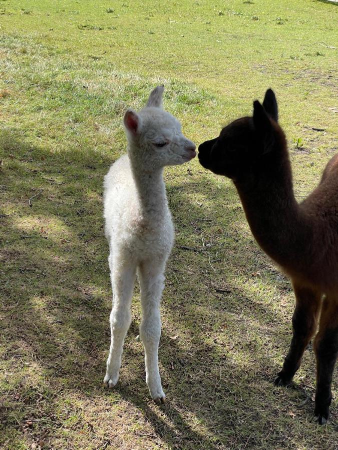 Willa Alpaca Fold Preston  Zewnętrze zdjęcie